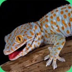 Logo of Gecko Sounds android Application 